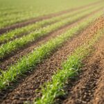 Fertilizantes em alta:…